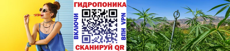 Шишки марихуана Amnesia Покачи